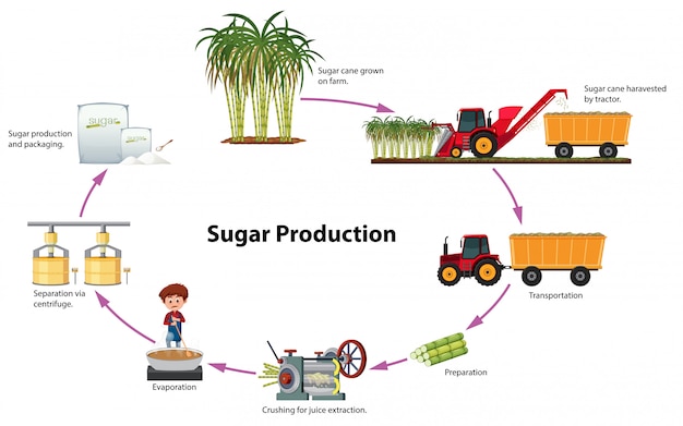 Een digram van suikerproductie