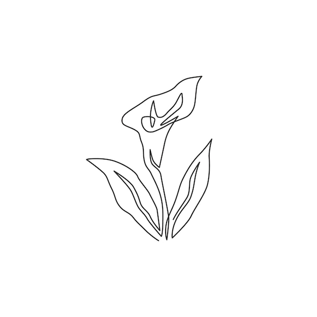Eén doorlopende lijntekening van schoonheidsaronskelk voor tuinlogo Zantedeschia-bloem voor woondecoratie