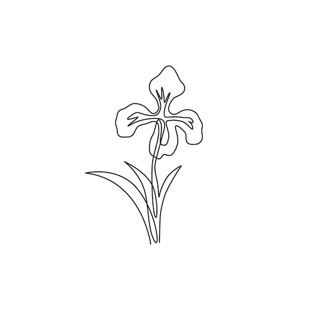 Eén enkele lijntekening vaste planten fgarden logo Afdrukbare iris bloem decor ontwerp vector