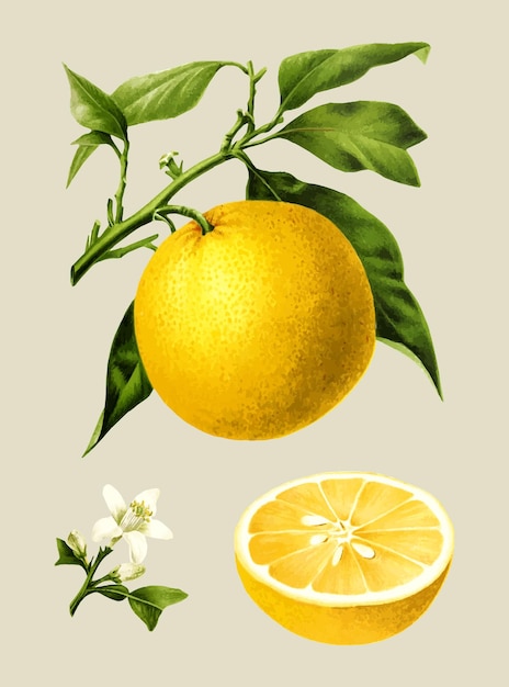 Vector een foto van een sinaasappel met groene bladeren en een bloem erop