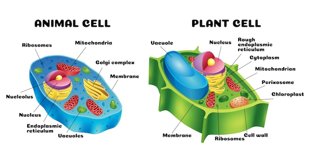 Een gedetailleerde vergelijking van diagrammen die de verschillen tussen dierlijke en plantaardige cellen illustreren