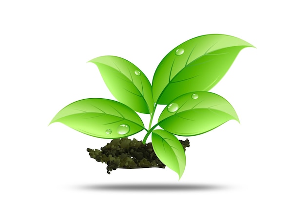 een groene plant met waterdruppels erop