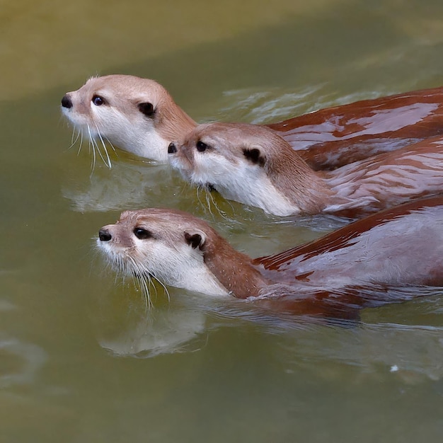 Een groep jonge wilde otters in de natuur