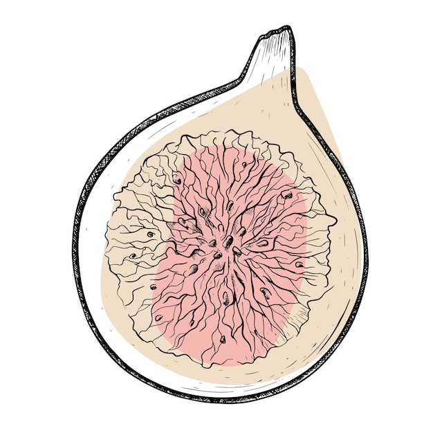 Een half rijp vijgenfruit met zaden Vector geïsoleerde schetsillustratie uit de vrije hand