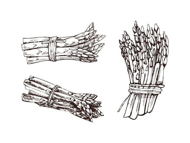 Een handgetekende set asperges in schetsstijl