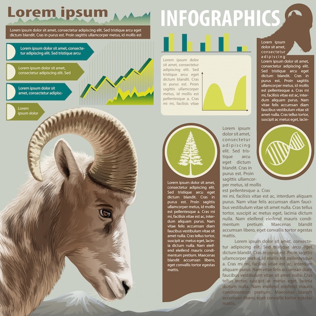 Vector een infographics van een dier