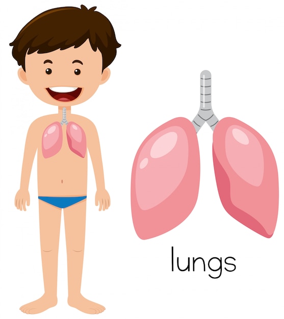 Een jonge man met longen anatomie