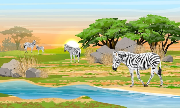 Vector een kudde zebra's in de afrikaanse savanne rivieroever animals of africa