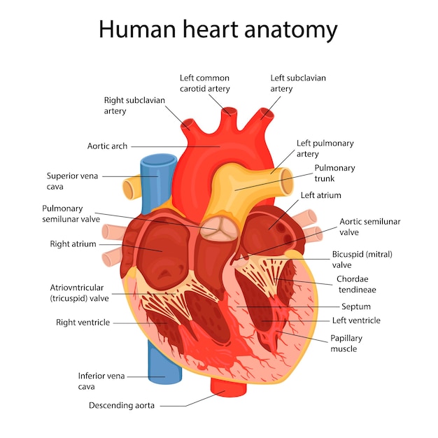 Vector een met de hand getekende illustratie van de anatomie van het menselijk hart met aangegeven grote onderdelen