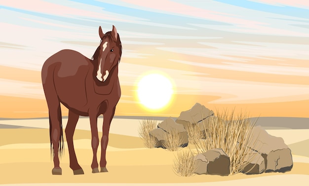Een mooi bruin paard in een rotsachtig woestijngebied met stenen en droog gras