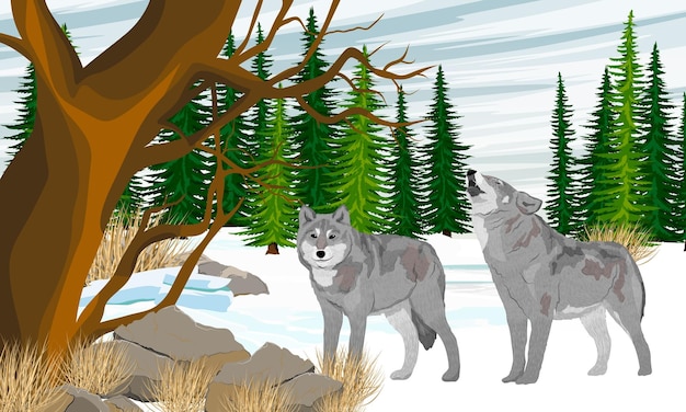 Een paar grijze wolven op een besneeuwd veld. Winter realistisch vectorlandschap