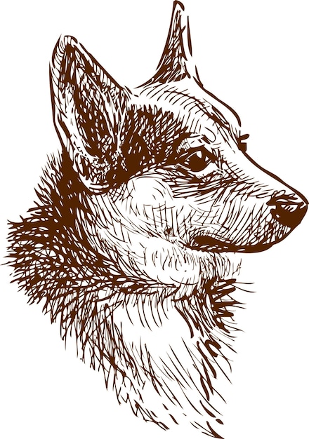 Een portret van een corgi-hond