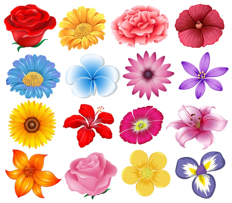 Vector een reeks mooie bloemen