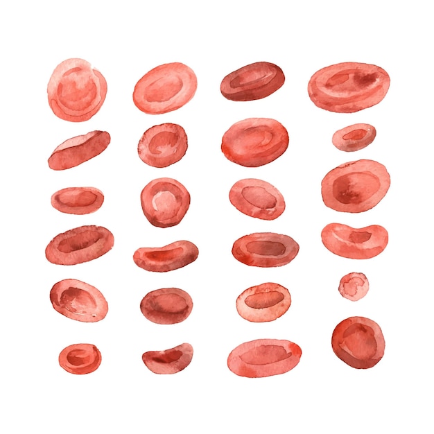 Een reeks rode bloedcellen van verschillende vormen. Erytrocyten. Microscopische lichamen. Getraceerde aquarel.