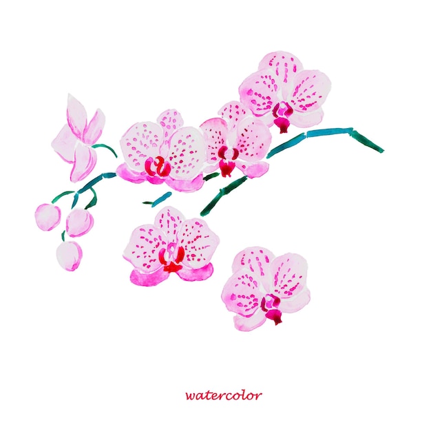 Een roze orchidee bloeit waterverf