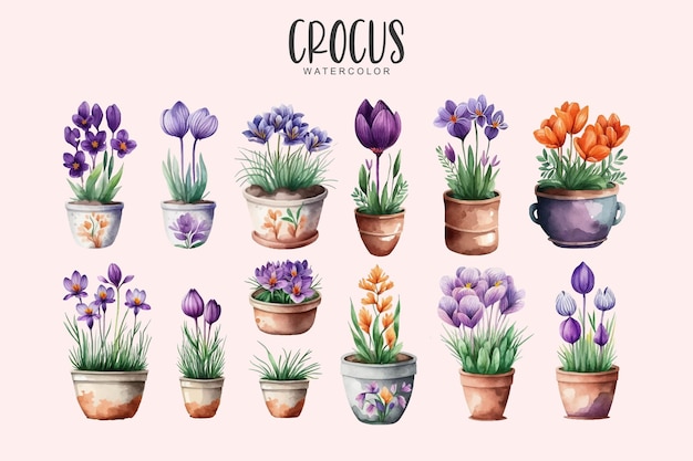Een set aquarel krokus lentebloemen in potten