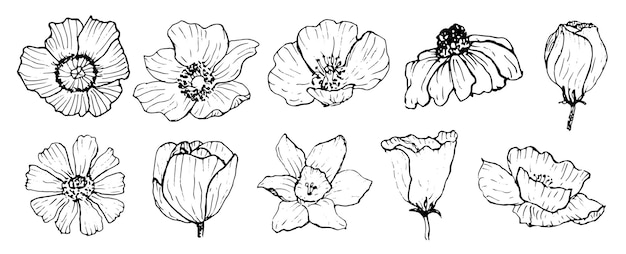 Een set artistieke handgetekende bloemenschetsen