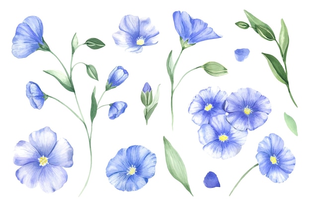 Een set blauwe wilde bloemen en vlasknoppen Blauwe wilde bloemen geschilderd in aquarel