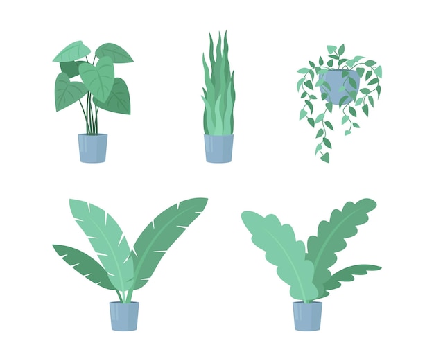 Vector een set decoratieve kamerplanten die in potten groeien kleurrijke platte ontwerp illustratie huis en kantoor