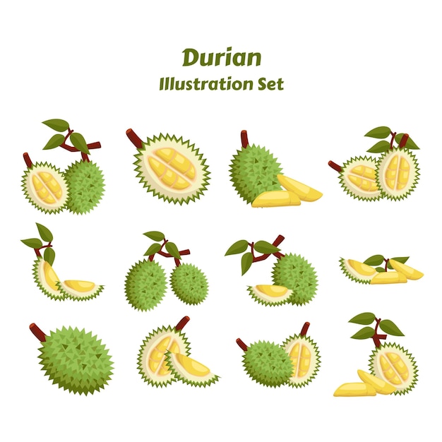 Een set doerian-illustraties met de naam durian erop