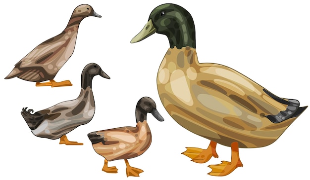 Vector een set handgetekende eenden het ras van khaki campbell ducks