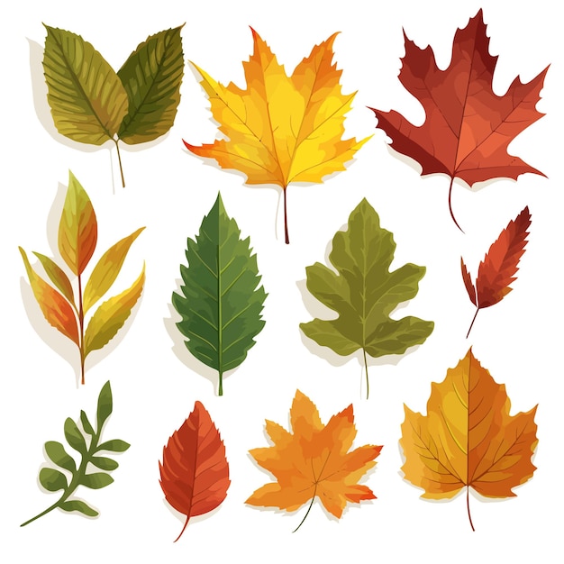 Een set iconen met verschillende bladeren herfst natuurlijke bladeren botanische vector illustratie