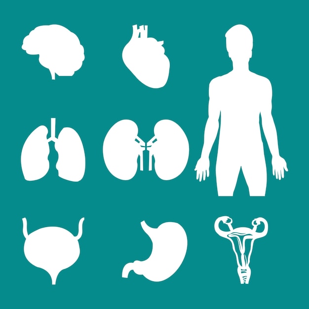 Een set iconen van menselijke organen, waaronder een hartmaag