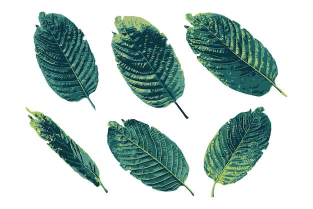 Een set Kratom-bladeren op een witte achtergrond
