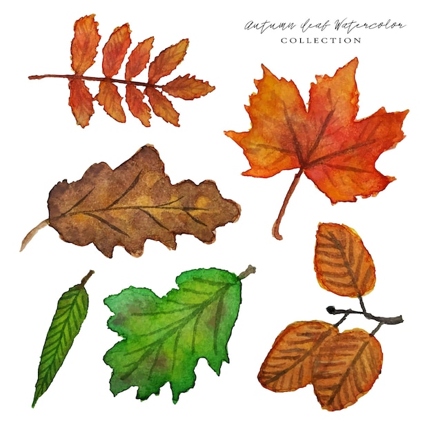 een set prachtige herfstblad-aquarel