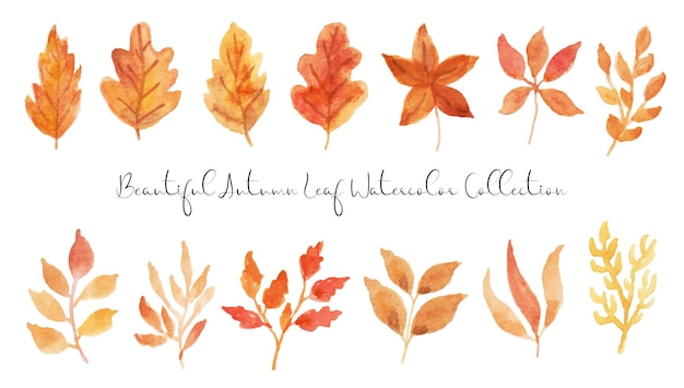 Een set prachtige herfstblad-aquarel