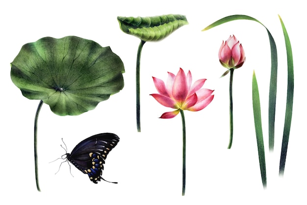 Een set roze lotussen met groene bladeren en een knop die vlinders zaait