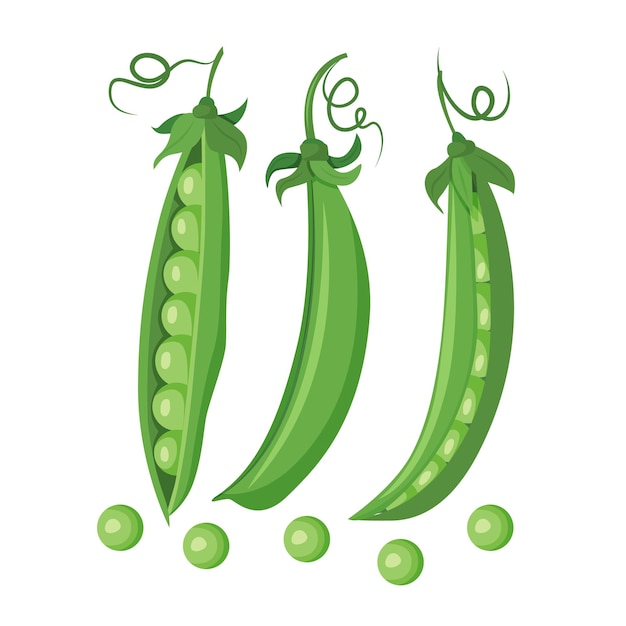 Een set van drie groene erwt peulen geïsoleerd op een witte achtergrond. vector illustratie