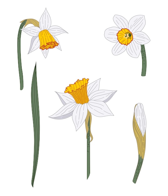 Een set van narcissen Veelkleurige afbeelding in schetsstijl op een witte achtergrond Vectorillustratie