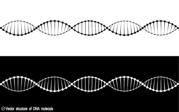 Een set van twee varianten van het DNA-molecuul. zwart-witte variëteit. Eenvoudige tekening, pictogram. Voor uw ontwerp. Geïsoleerd. 10 eps