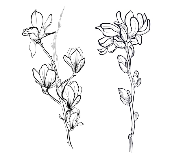 Een set van zwart-witte handtekeningen van magnolia bloemen vector