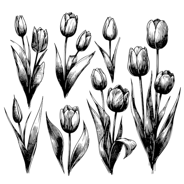 Een set zwart-witte tekeningen van tulpen