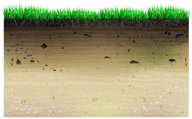 Een stukje geologie van het veld en planten.