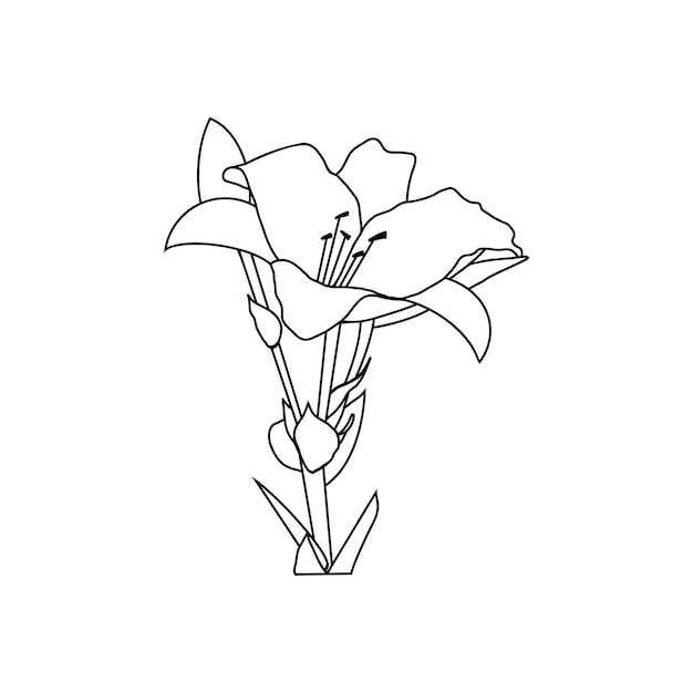 Vector een tekening van een bloem met het woord lelie erop.