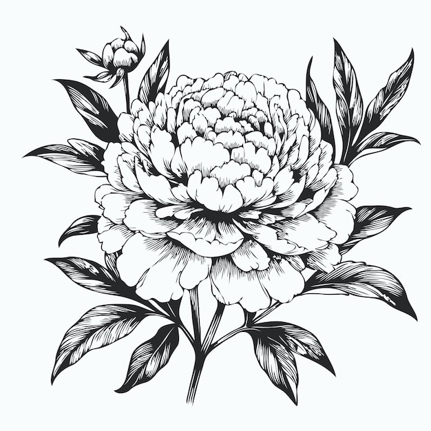 een tekening van een bloem met het woord pioenen erop
