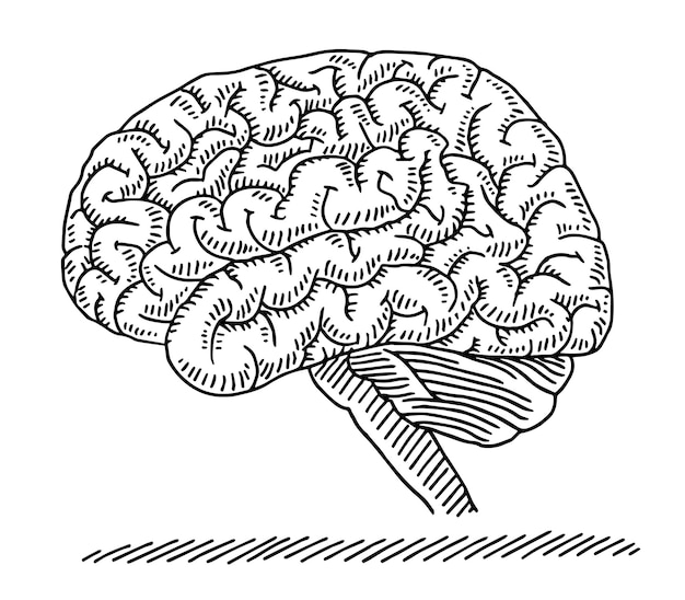 Vector een tekening van een hersenen die op een witte achtergrond is getekend