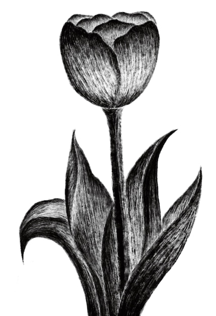 Een tekening van een tulp op een witte achtergrond.