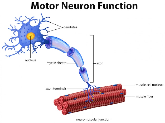 Vector een vector van motorische neuronfunctie