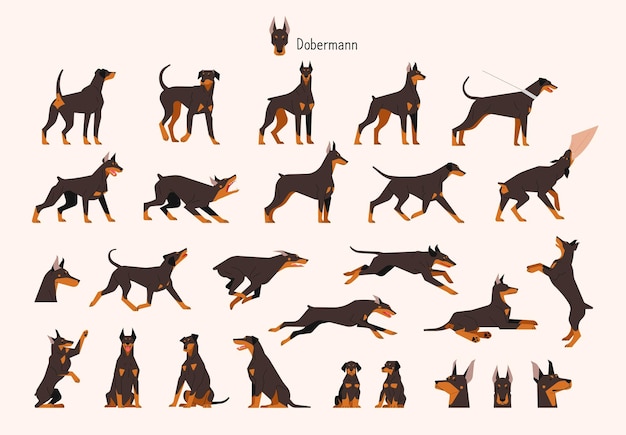 Vector een verzameling van verschillende doberman acties en poseert platte vector illustratie