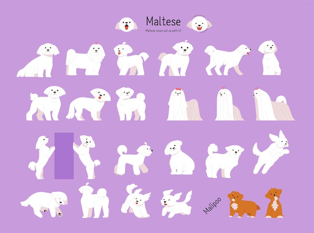 Vector een verzameling van verschillende maltese acties en poses platte vector illustratie