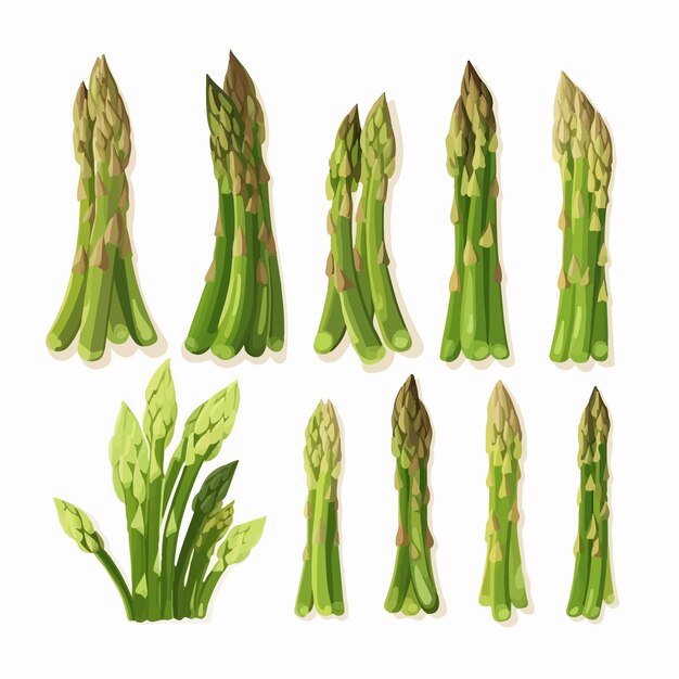 Vector een verzameling vector asparagus illustraties met de plant in verschillende seizoenen