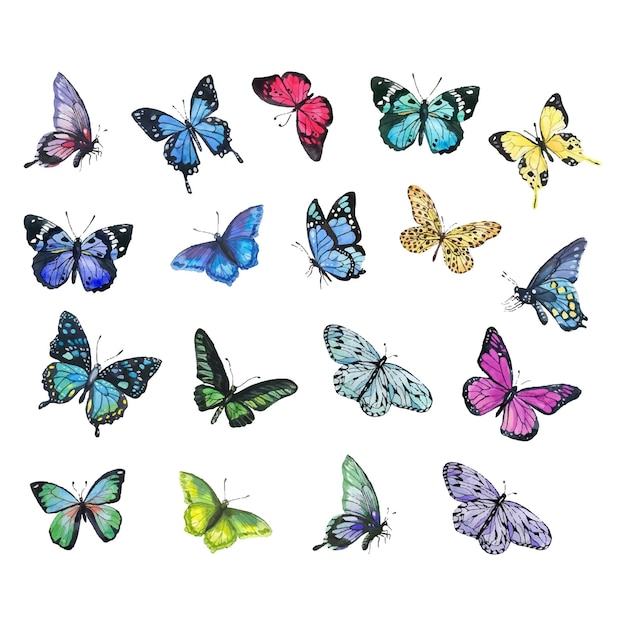een verzameling vlinders met verschillende kleuren en kleuren