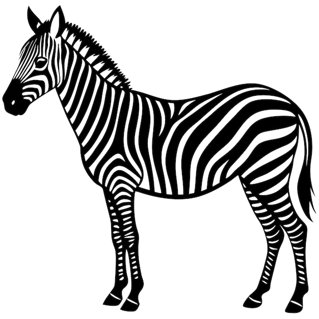 een zebra met een zwart-witte achtergrond met een zebra erop