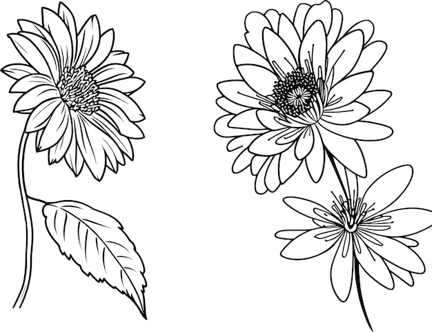 Een zwart-wit tekening van bloemen met de bladeren aan de linkerkant.