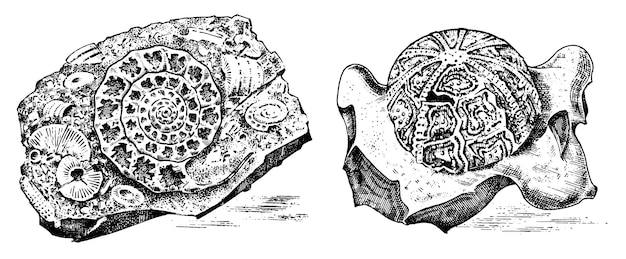 Een zwart-wit tekening van een schelp met de tekst 'zeeschildpad' erop.