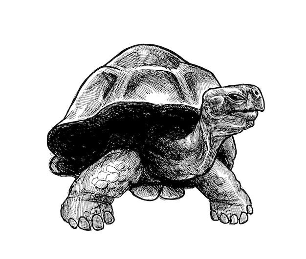 Een zwart-wit tekening van een schildpad.